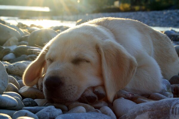 Un petit chiot Labrador repose sur des rochers