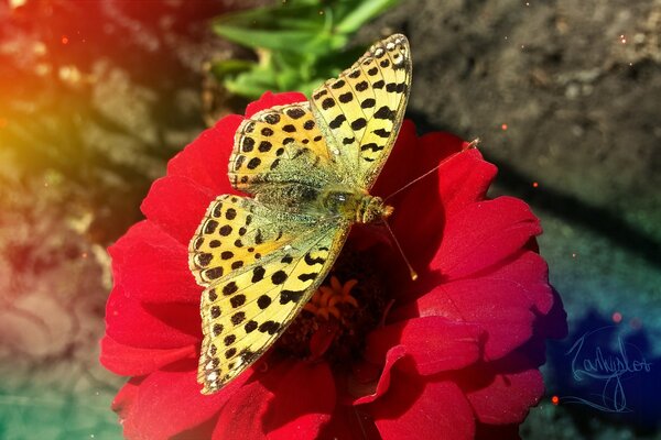 A beautiful butterfly on a flower