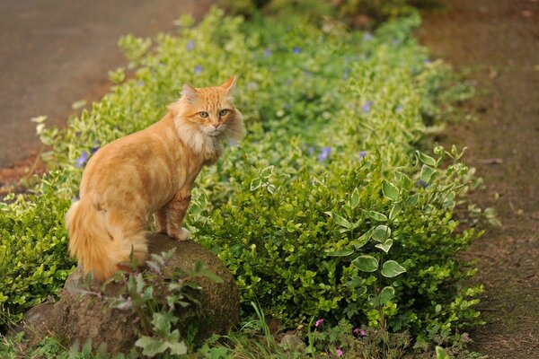 Il gatto rosso si siede su una pietra vicino ai fiori