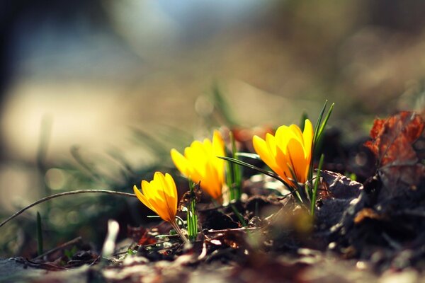 Yellow flowers make their way through the grass