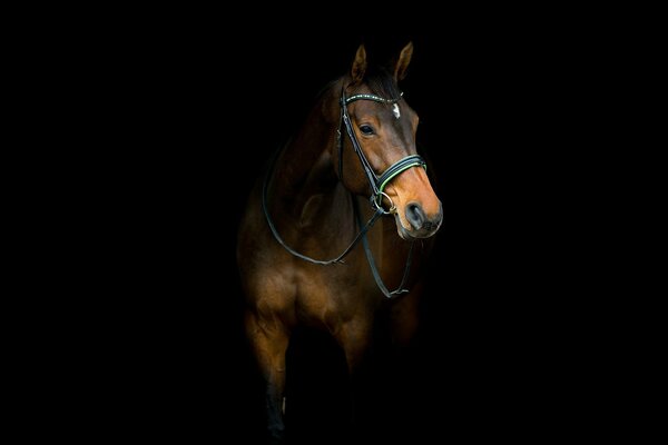 Beau cheval sur fond noir