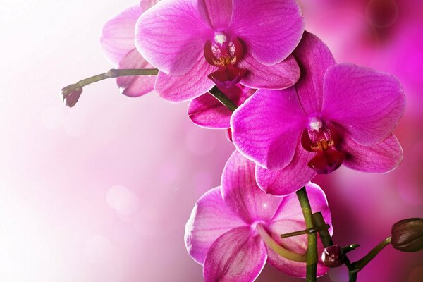 Розовая орхидея в размытом освещении