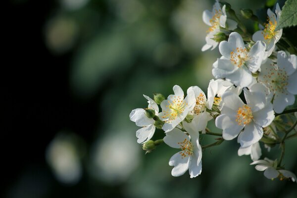 Apfelbaumzweige im Frühling blühen