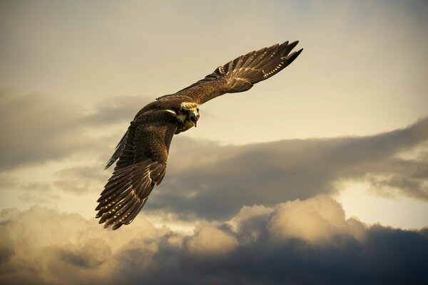 The flight of an eagle in the sky with clouds