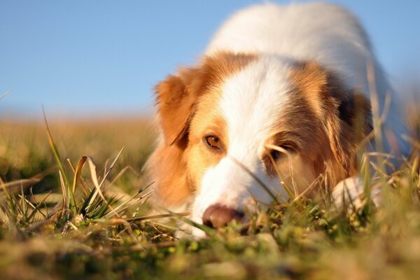 Chien avec un regard gentil sur l herbe