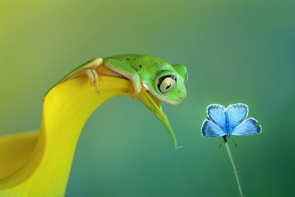 Grenouille essayant de manger un papillon bleu