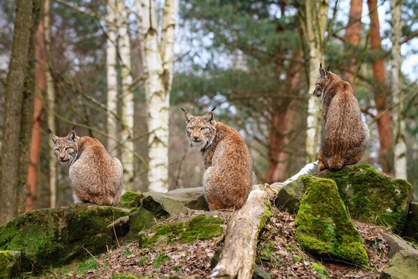 Three lynxes on rocks in the forest