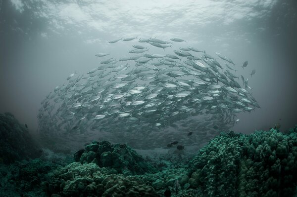 A flock of fish swims in a circle in the ocean