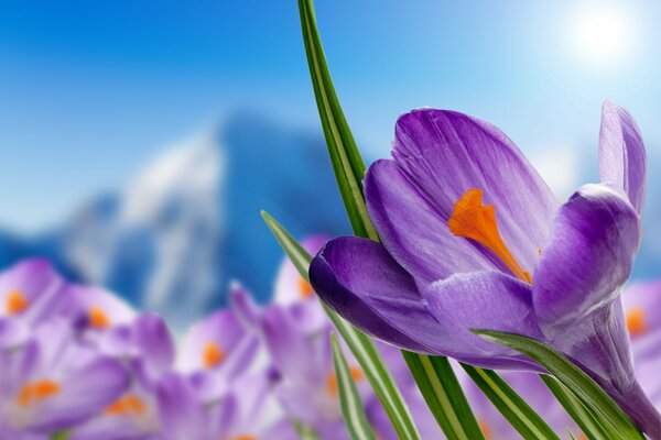 Crocus violets sur fond de montagne