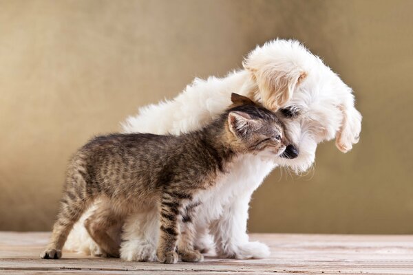 Любовь собачки и котика в деревне