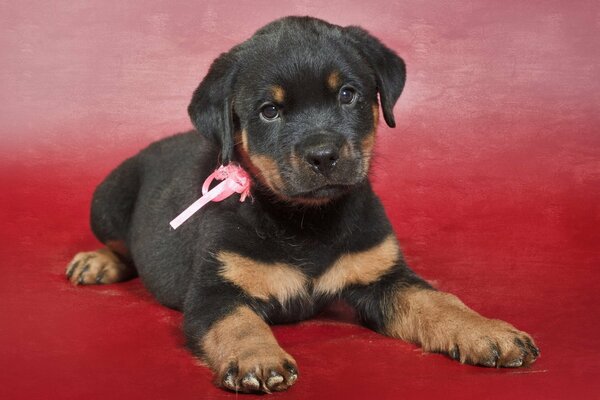 A puppy on a red background with a bow