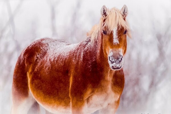 Rydzyk koń z jasnym brzuchem w śnieżną pogodę