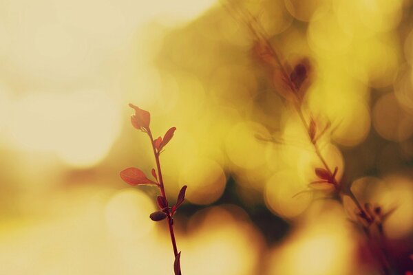 Sprouts on a macro blurred background