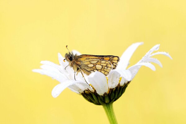 Schmetterling auf weißem Gänseblümchen auf gelbem Hintergrund