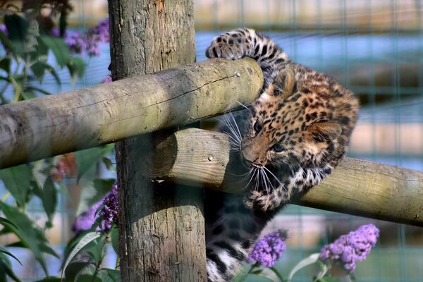 Gatito leopardo jugando en la valla