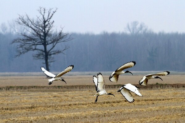 Birds fly into the field past the tree