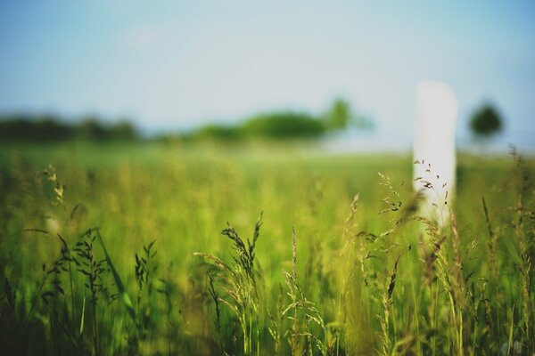 Relax godimento della zona naturale