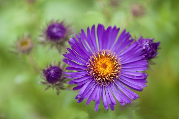 Bourgeon d Aster lilas sur fond vert