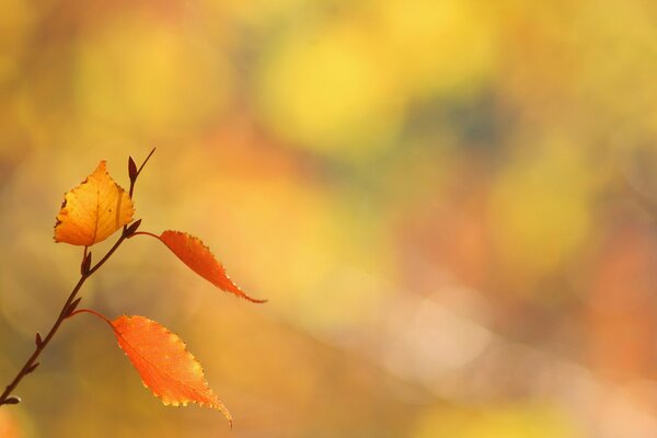 Red leaves on an autumn background