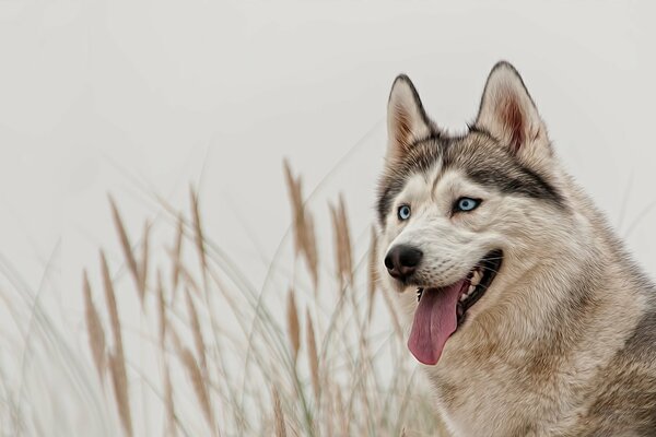 Husky sibérien aux yeux bleus