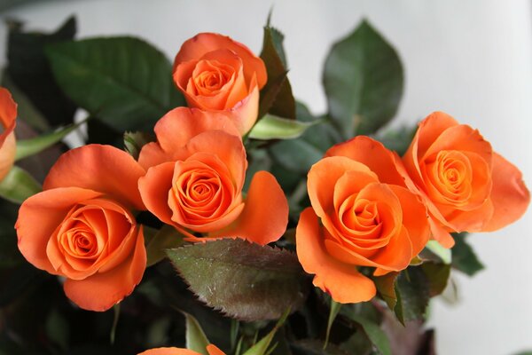 Ein Strauß orangefarbener Rosen mit zerrissenen Knospen