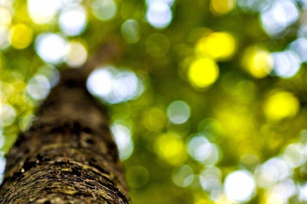 Tree trunk on the background of macro leaves