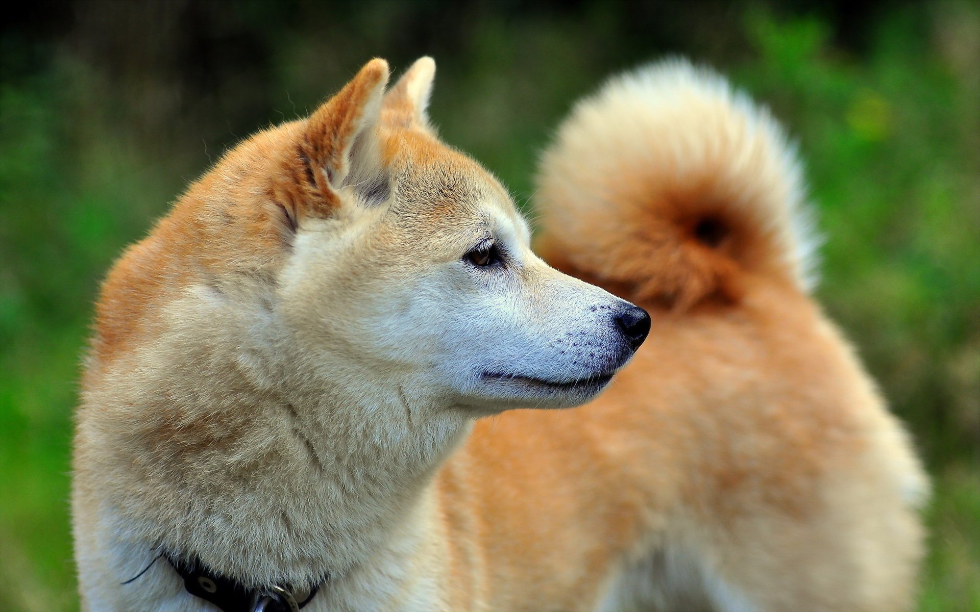 chien ami regard