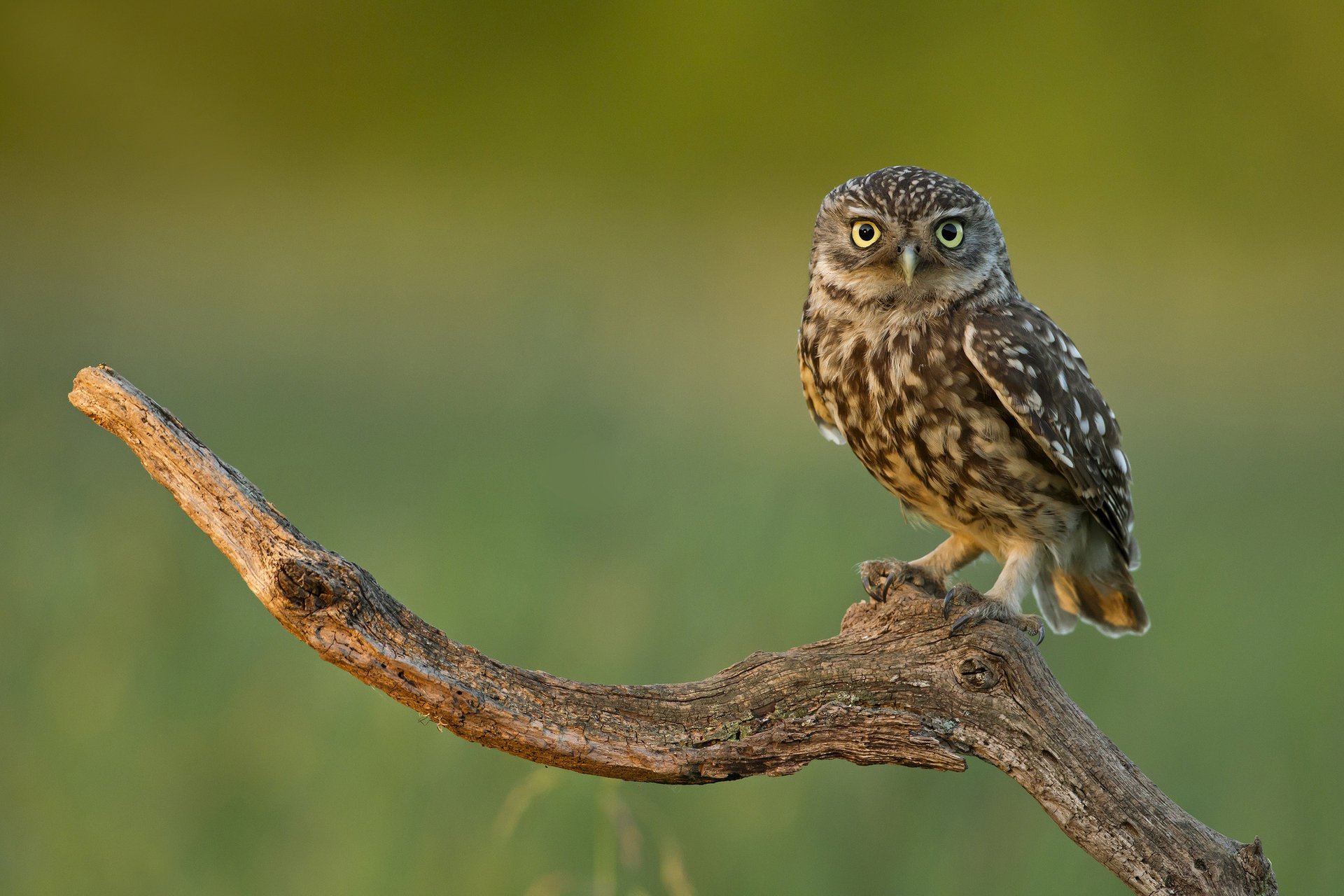 branch owl bird look