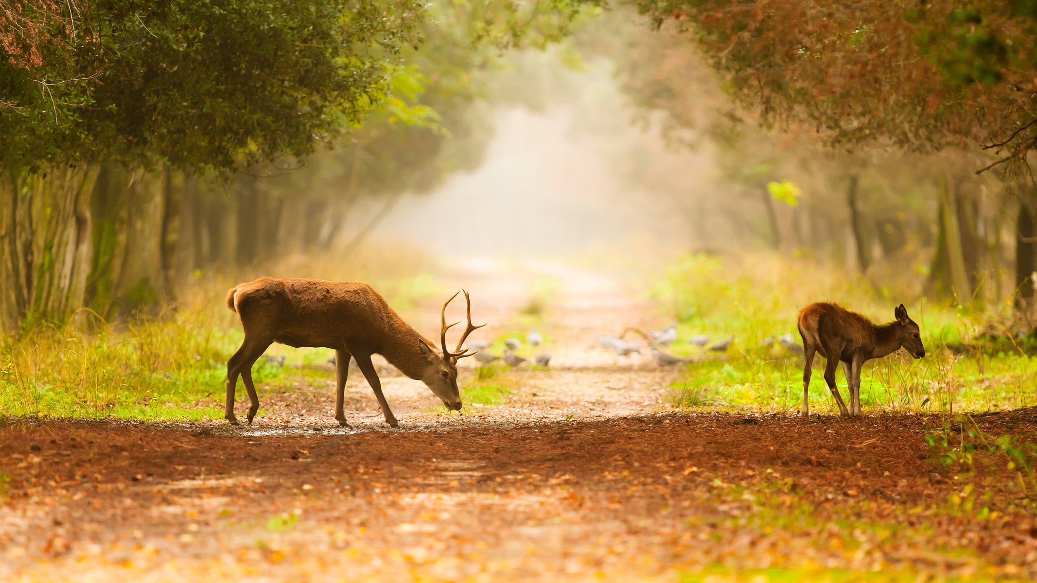 arbres oiseaux cerfs sentier brouillard