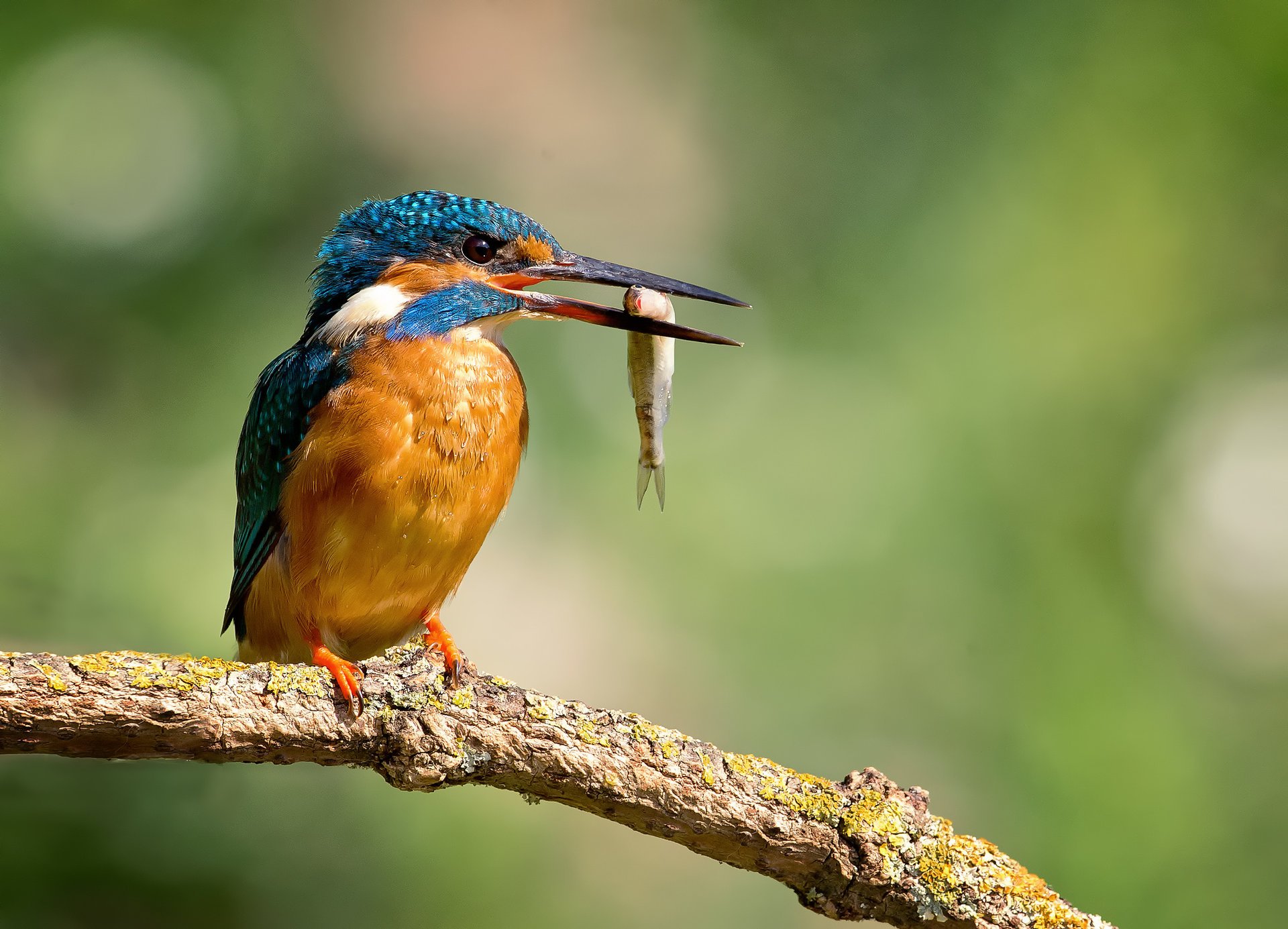 oiseau alcedo atthis martin-pêcheur commun gouttes kingfisher