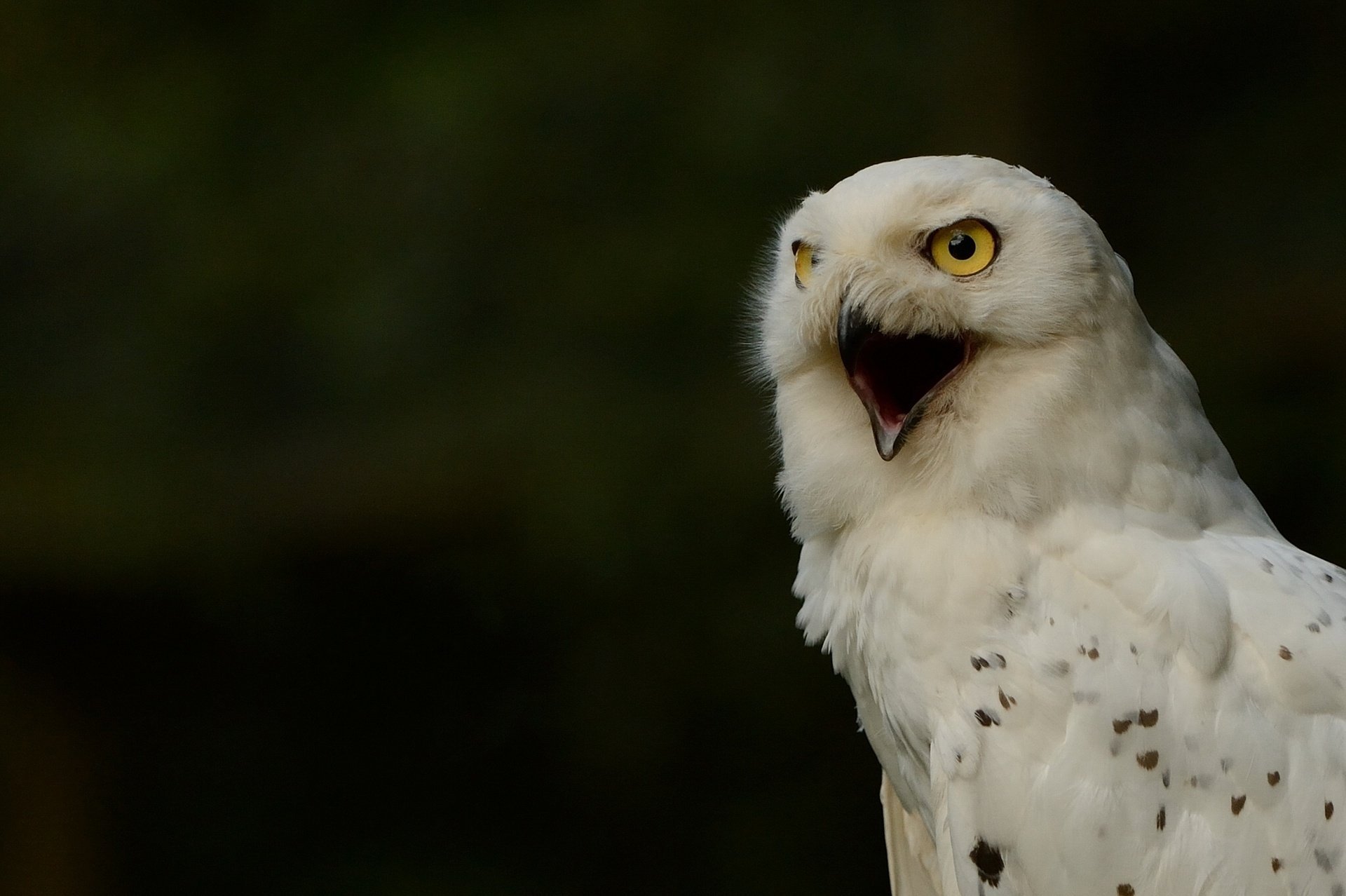 полярная сова snowy owl белая сова