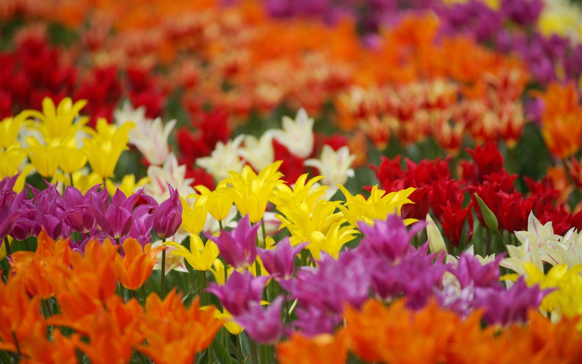 fleurs zhnltyye tulipes de couleur lilas champ