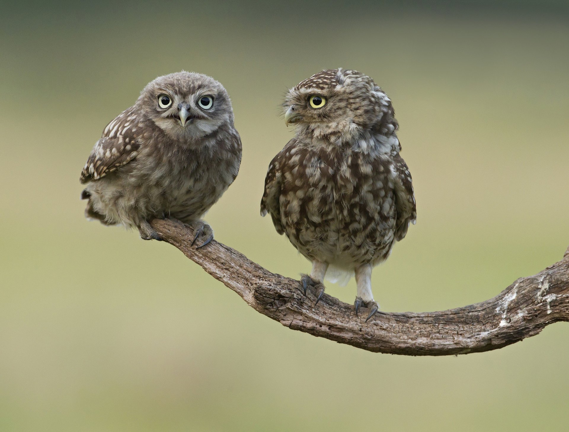 branch owls two bird