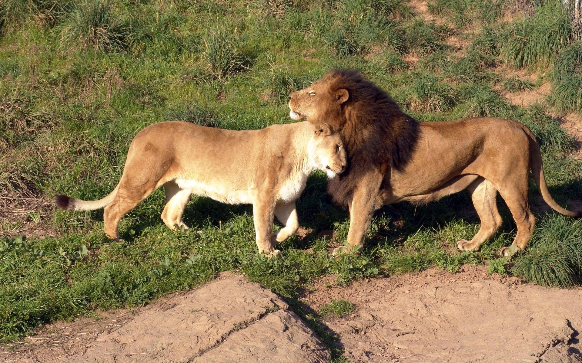 leones sabana ternura caricia amor hierba