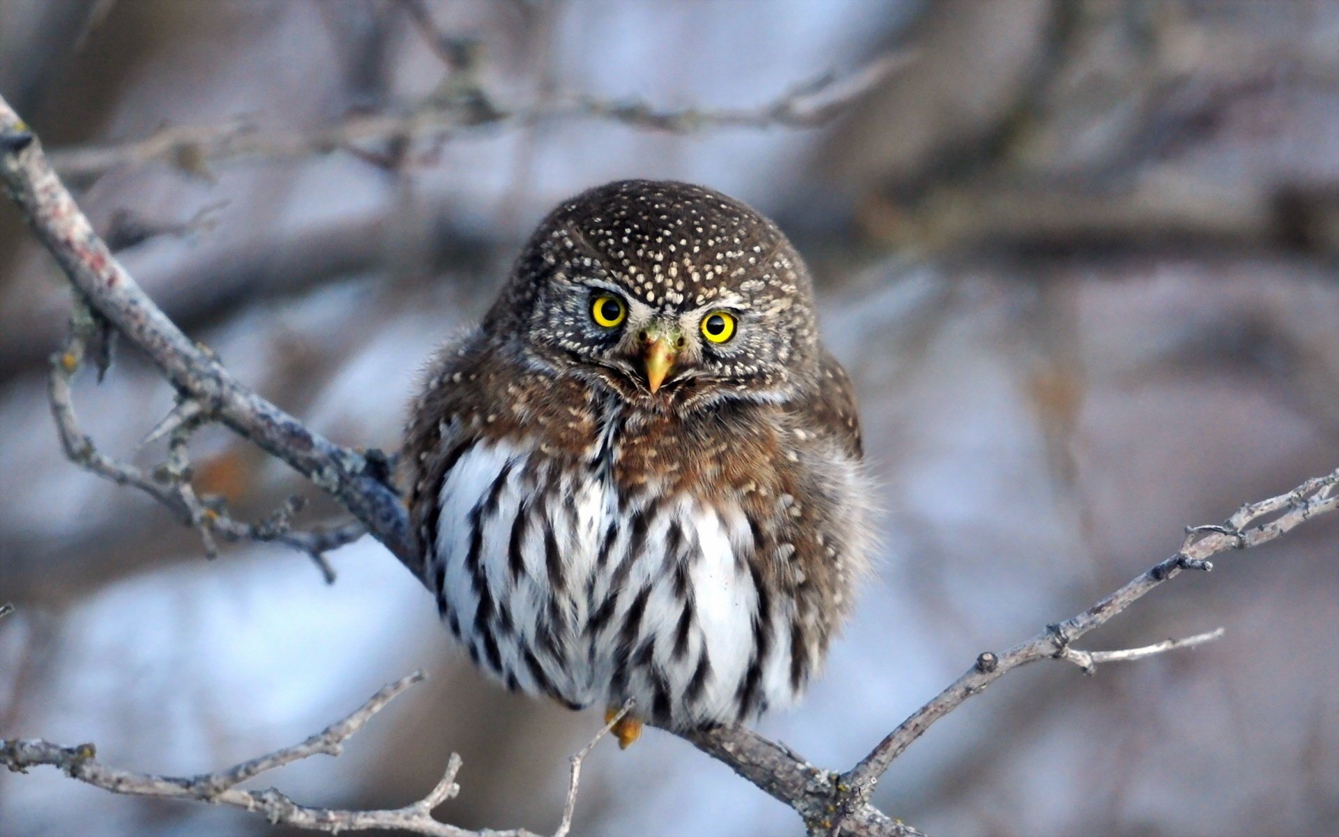 winter natur eule