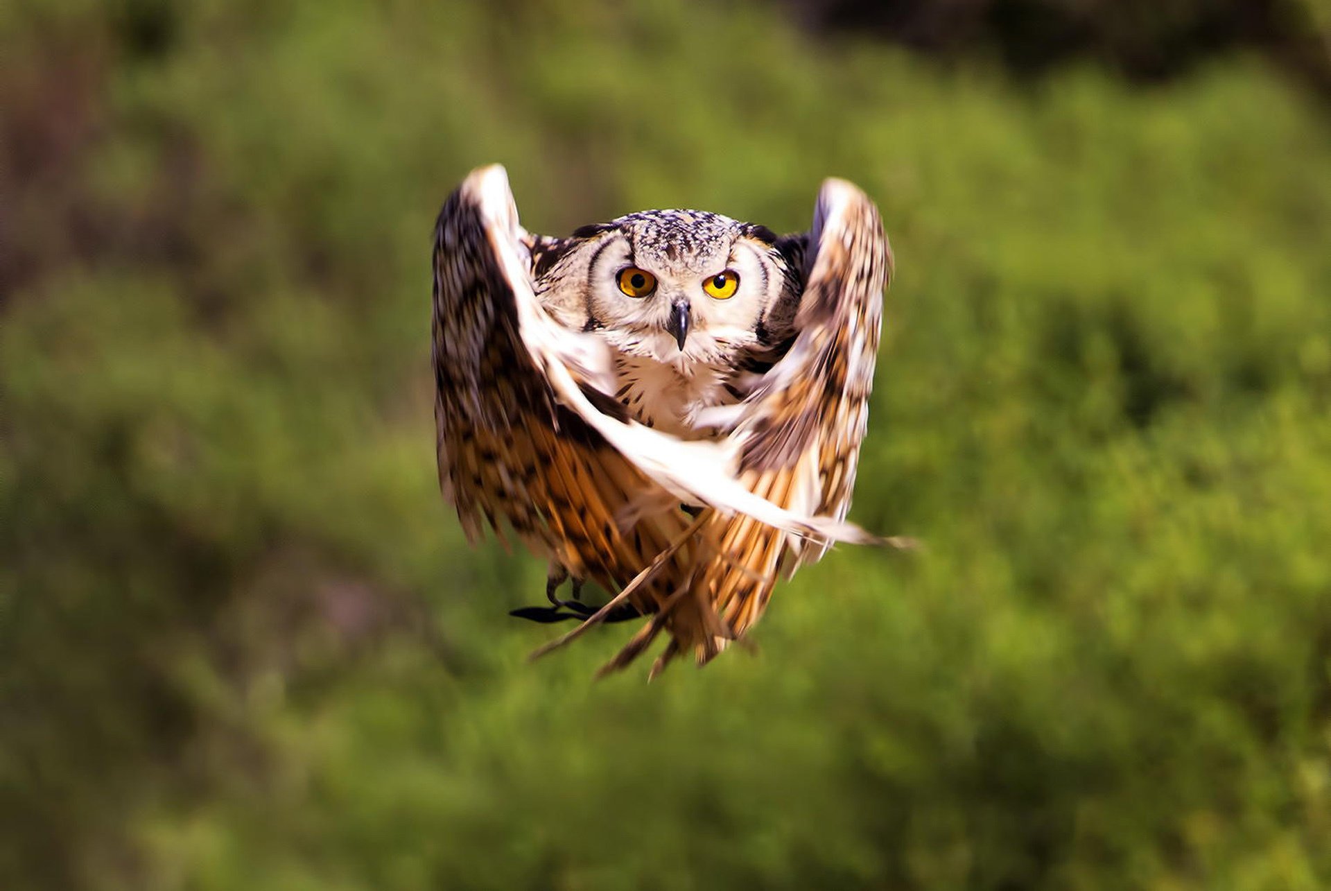 gufo ali volo gufo uccello uccello sfocatura