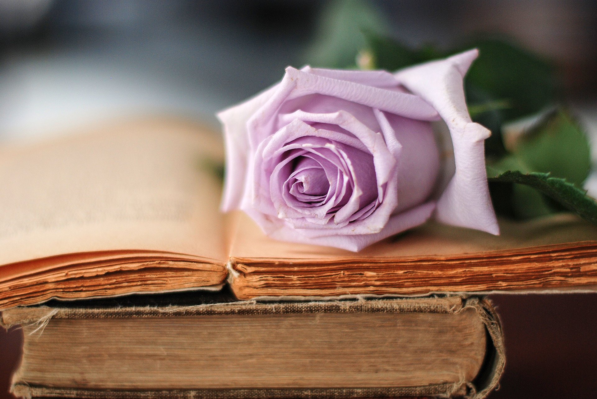 rose flower lilac petals old book