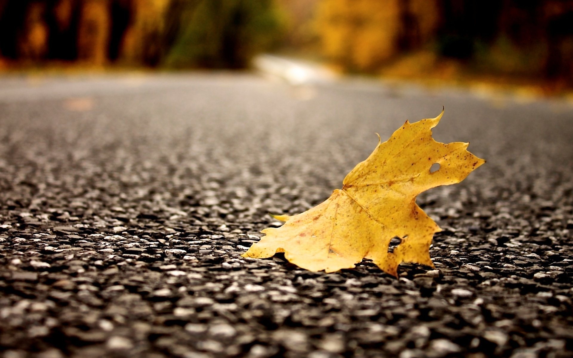 macro asphalt macro leaves yellow leaf leaf