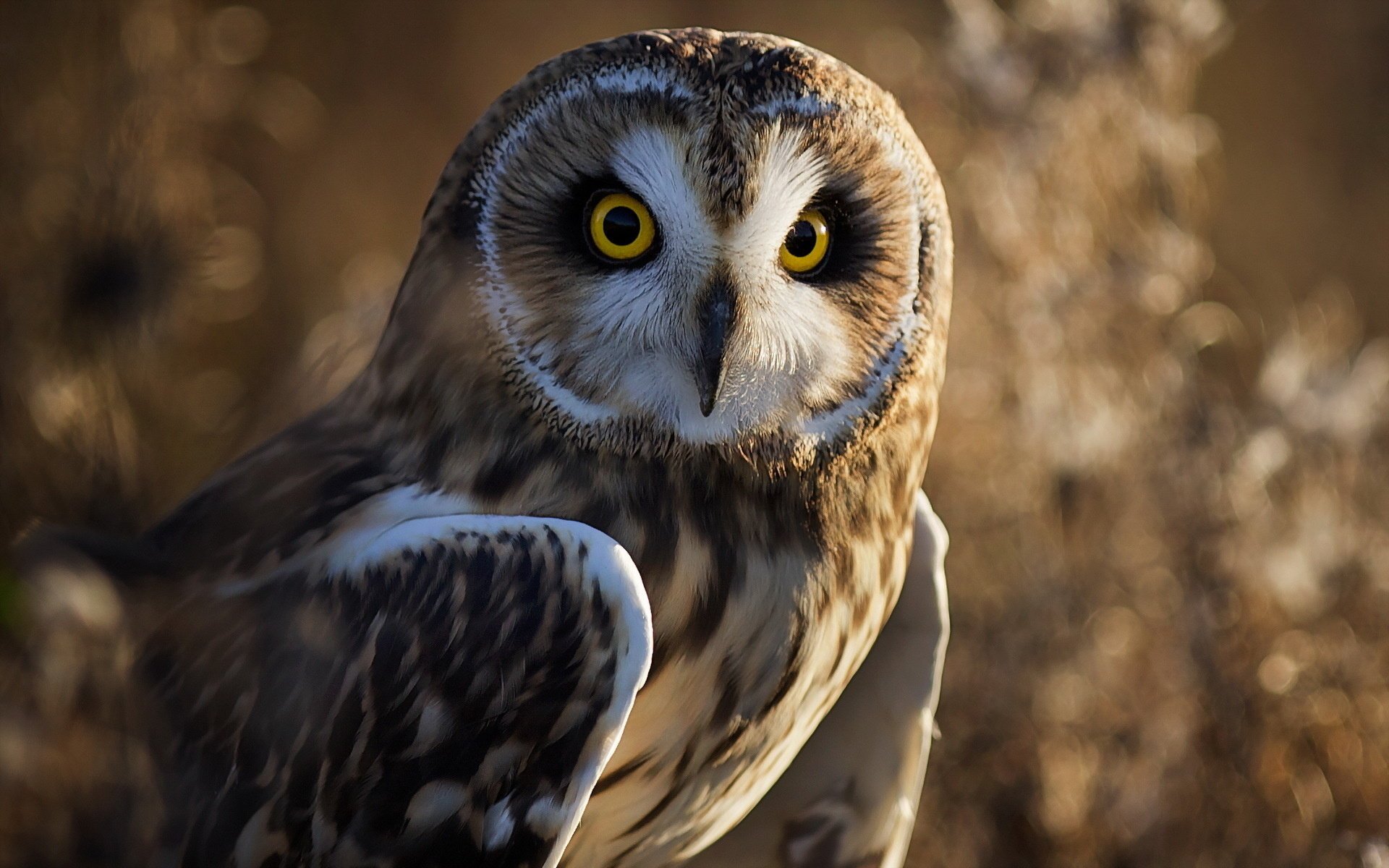 gufo uccello natura