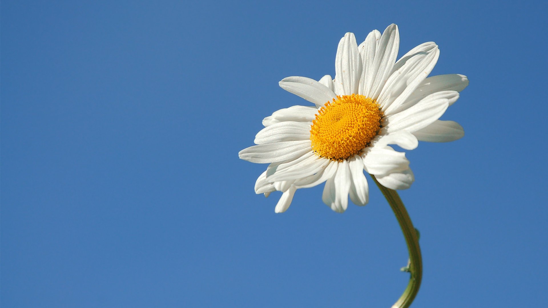 camomille fleur été ciel