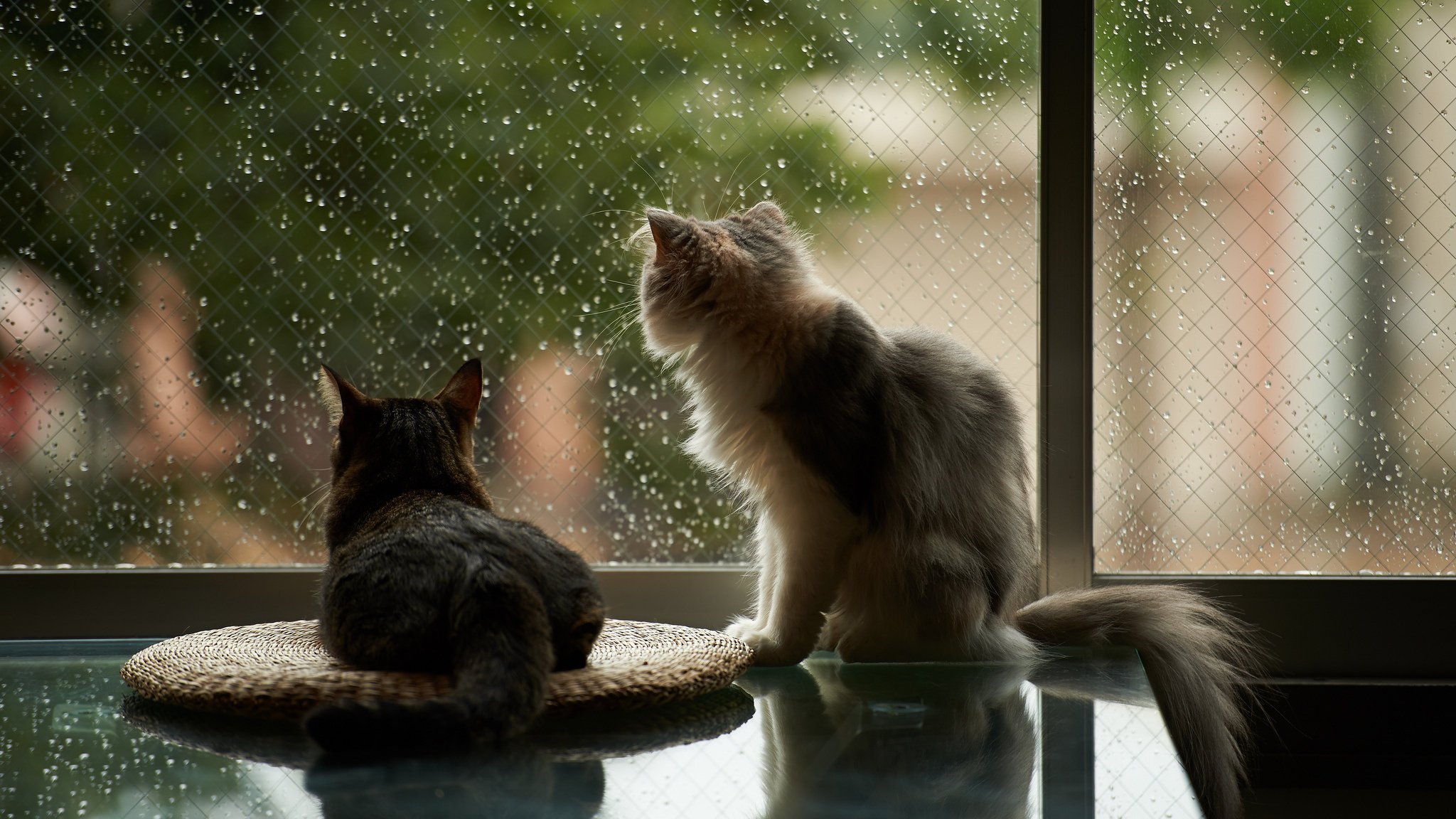 casa gatos lluvia ventana