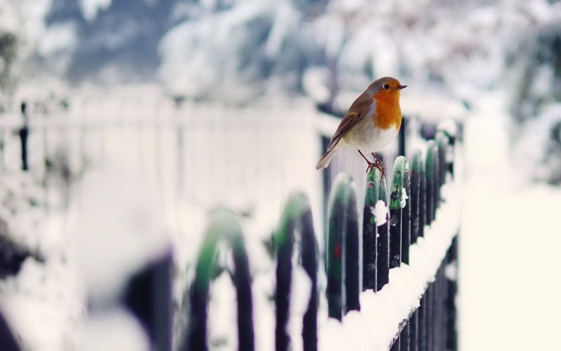 winter vogel zaun schnee