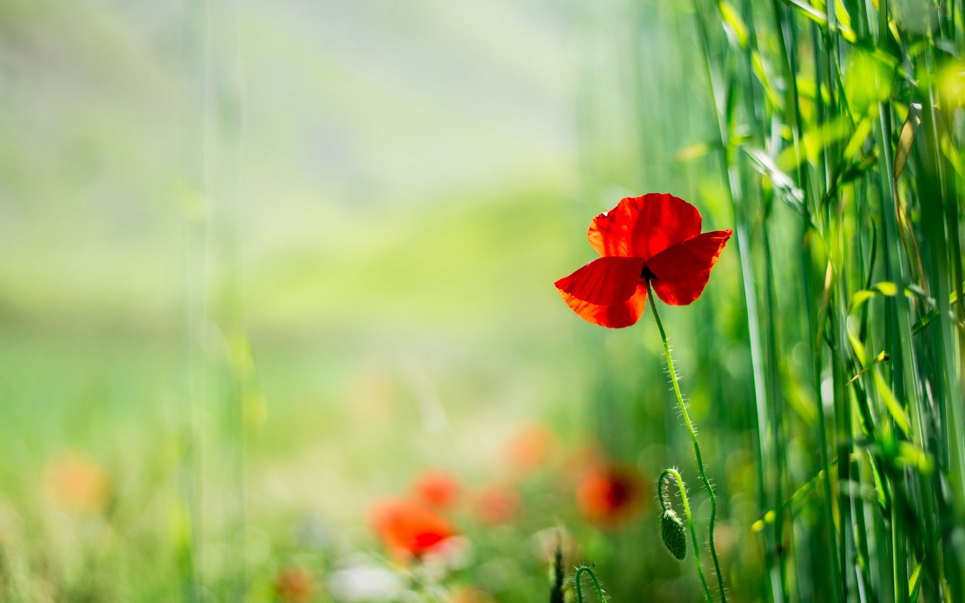 fleurs coquelicot nature