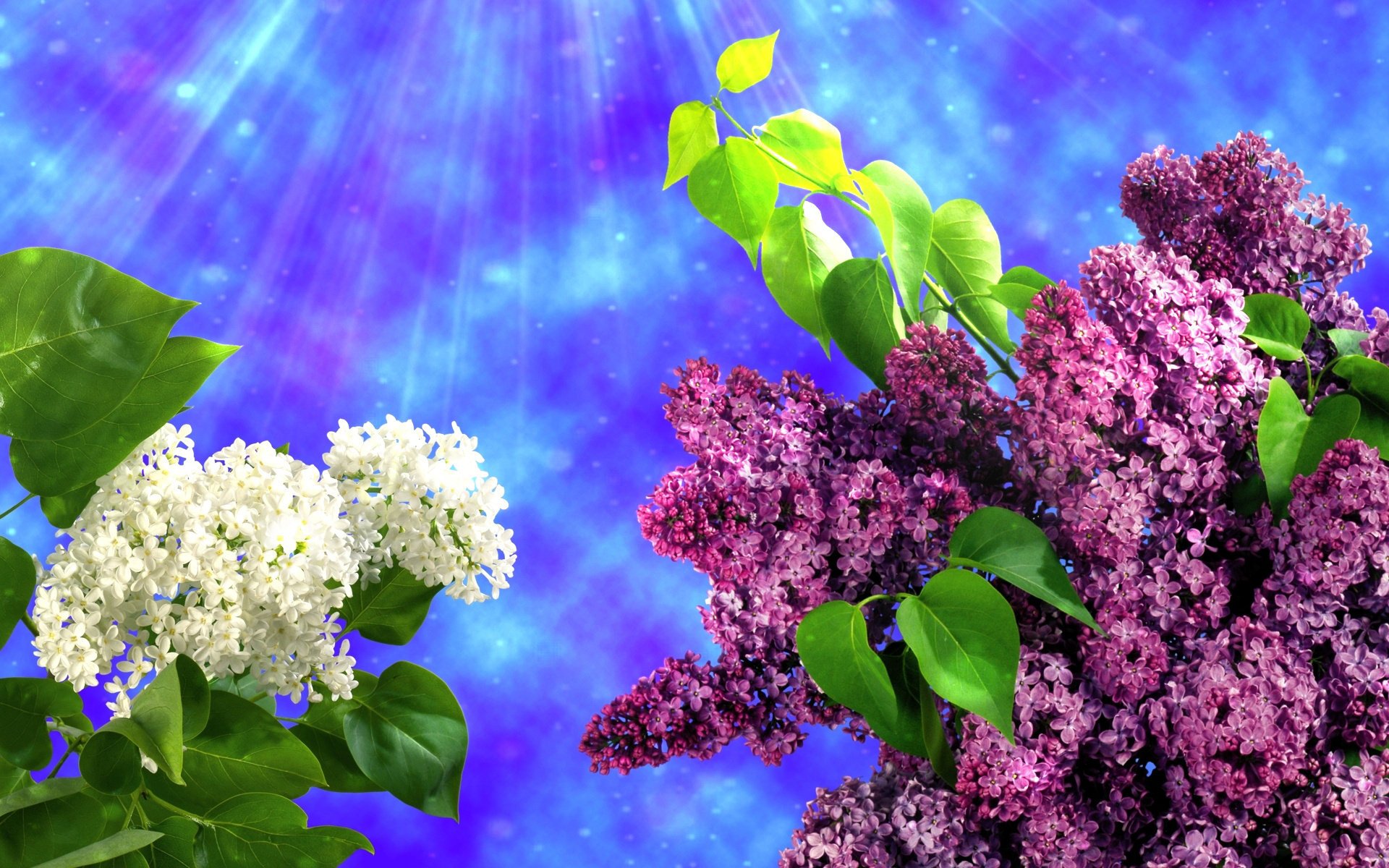 lilas fleurs printemps