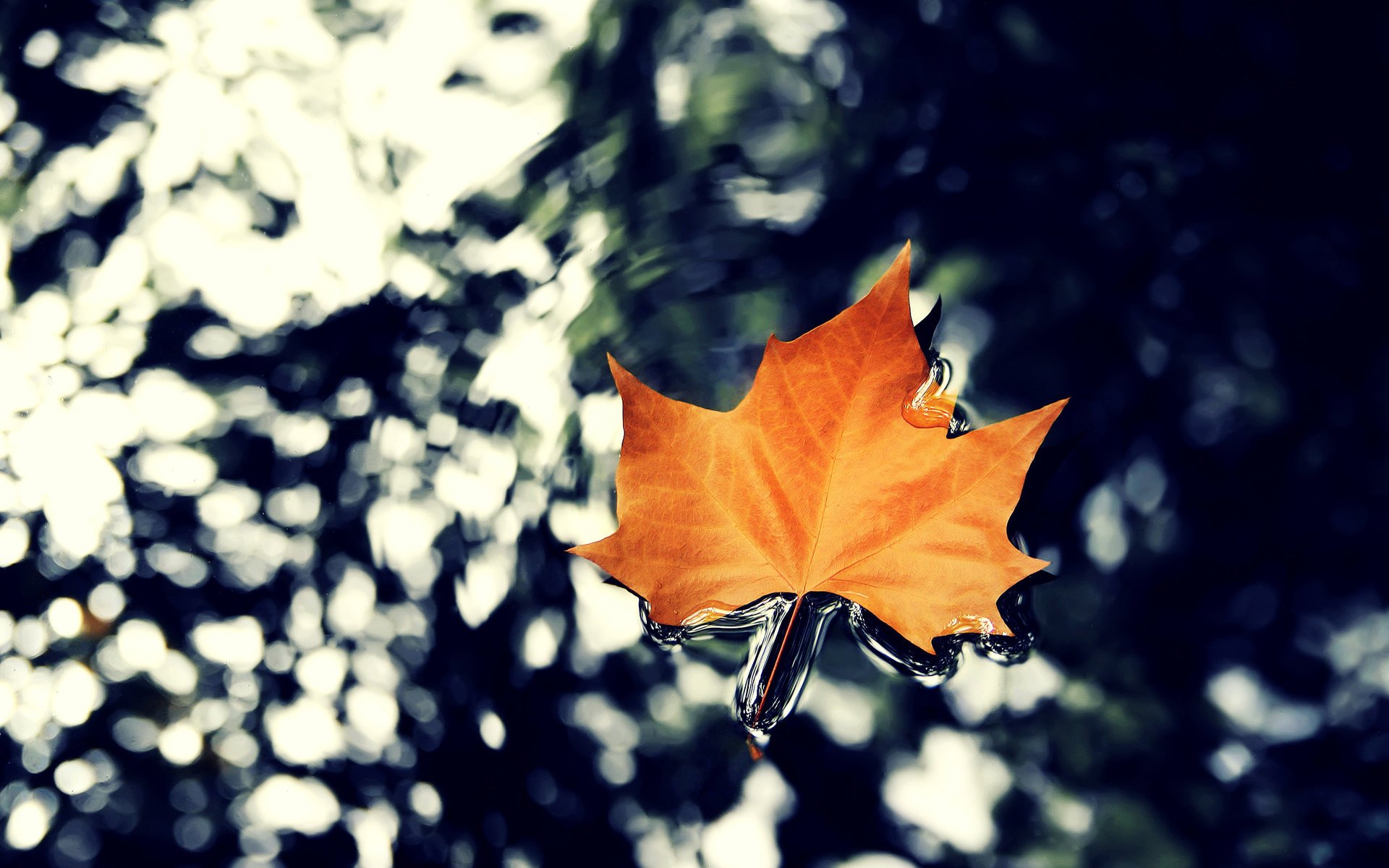 hoja naturaleza arce agua otoño macro hq wallpaper