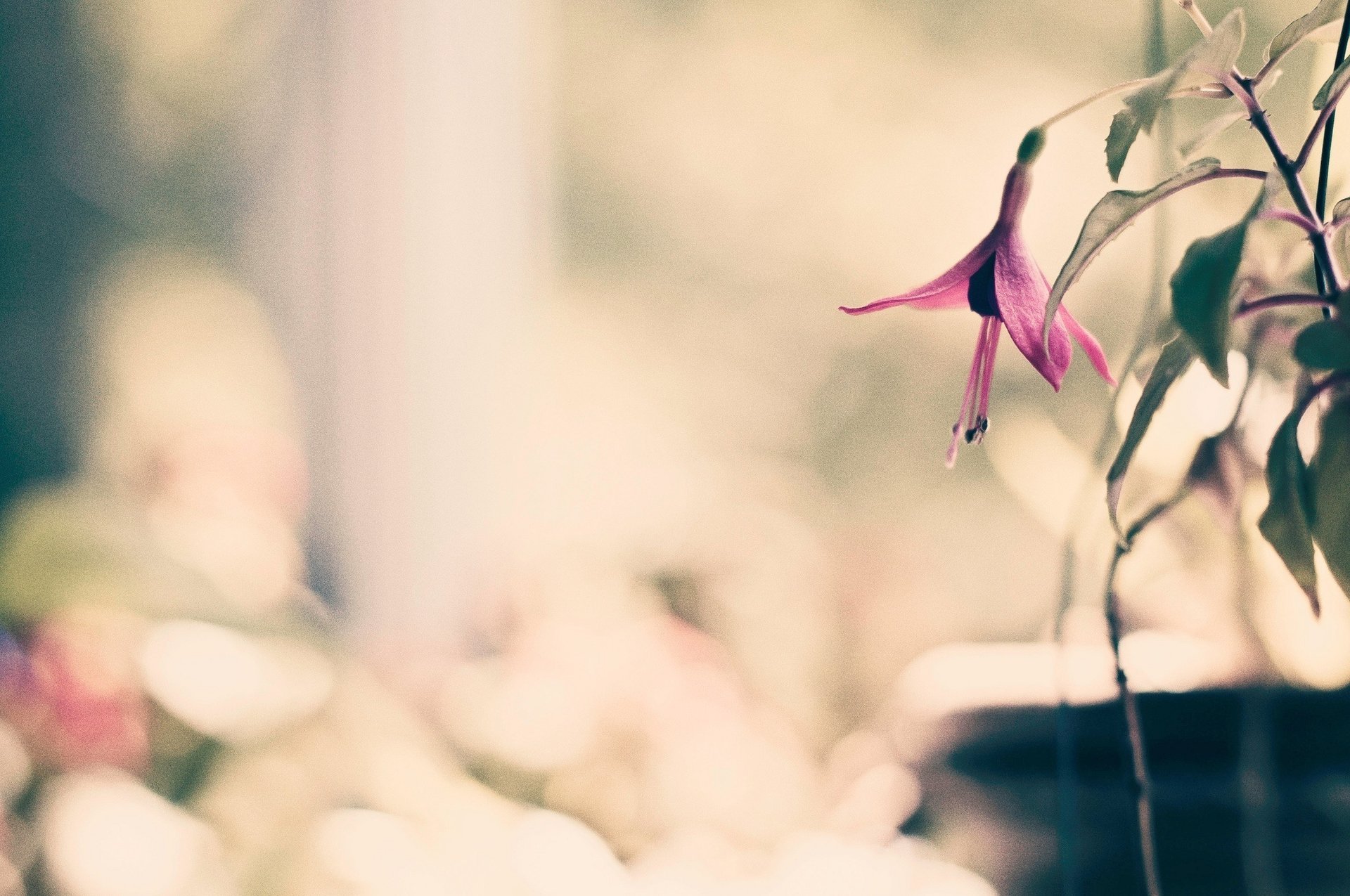 macro pink leaves flower flower background blur