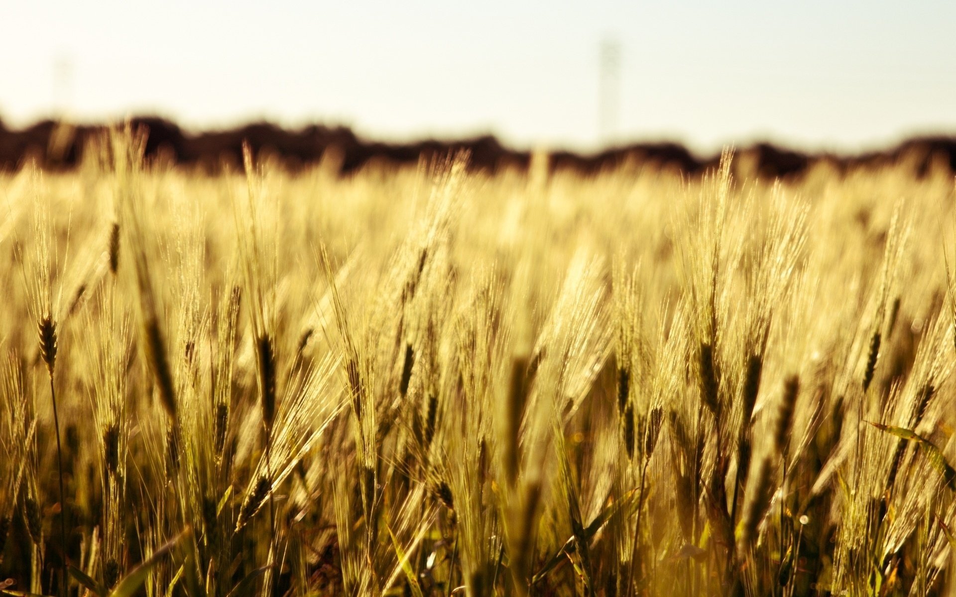 macro spighette campo segale spighette grano macro