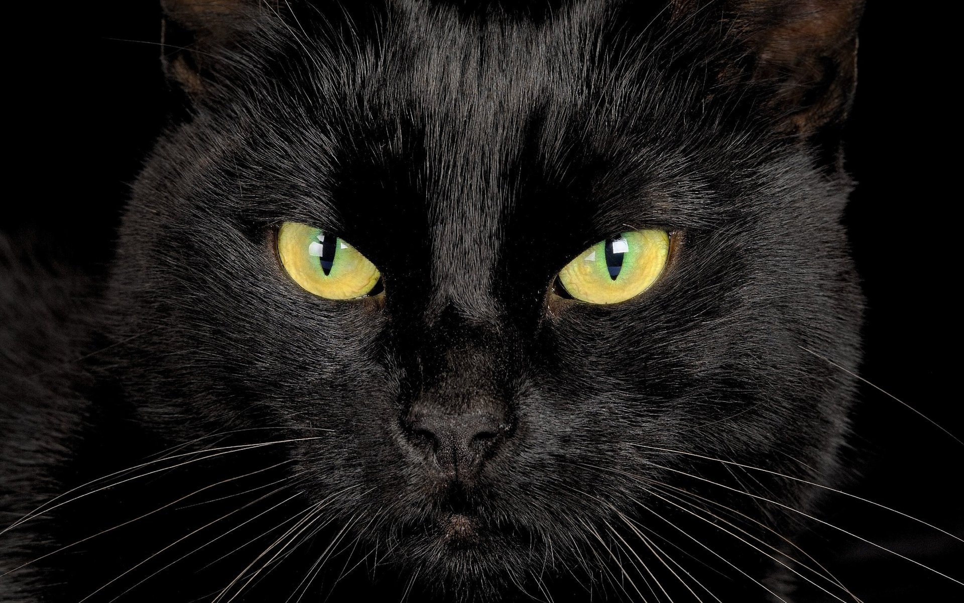 gato negro ojos mirada