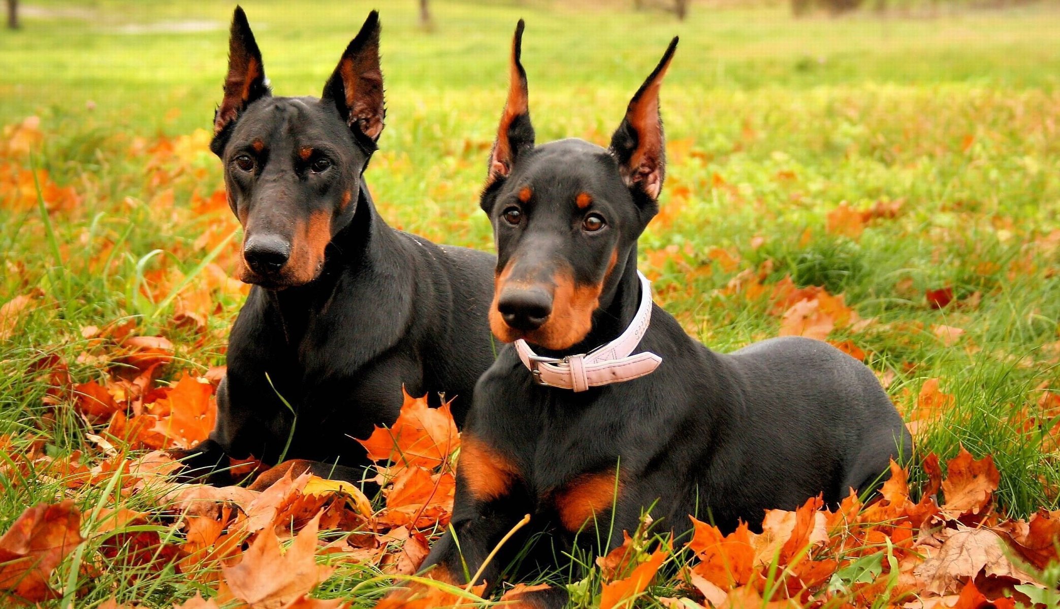 doberman dos doberman perros raza otoño