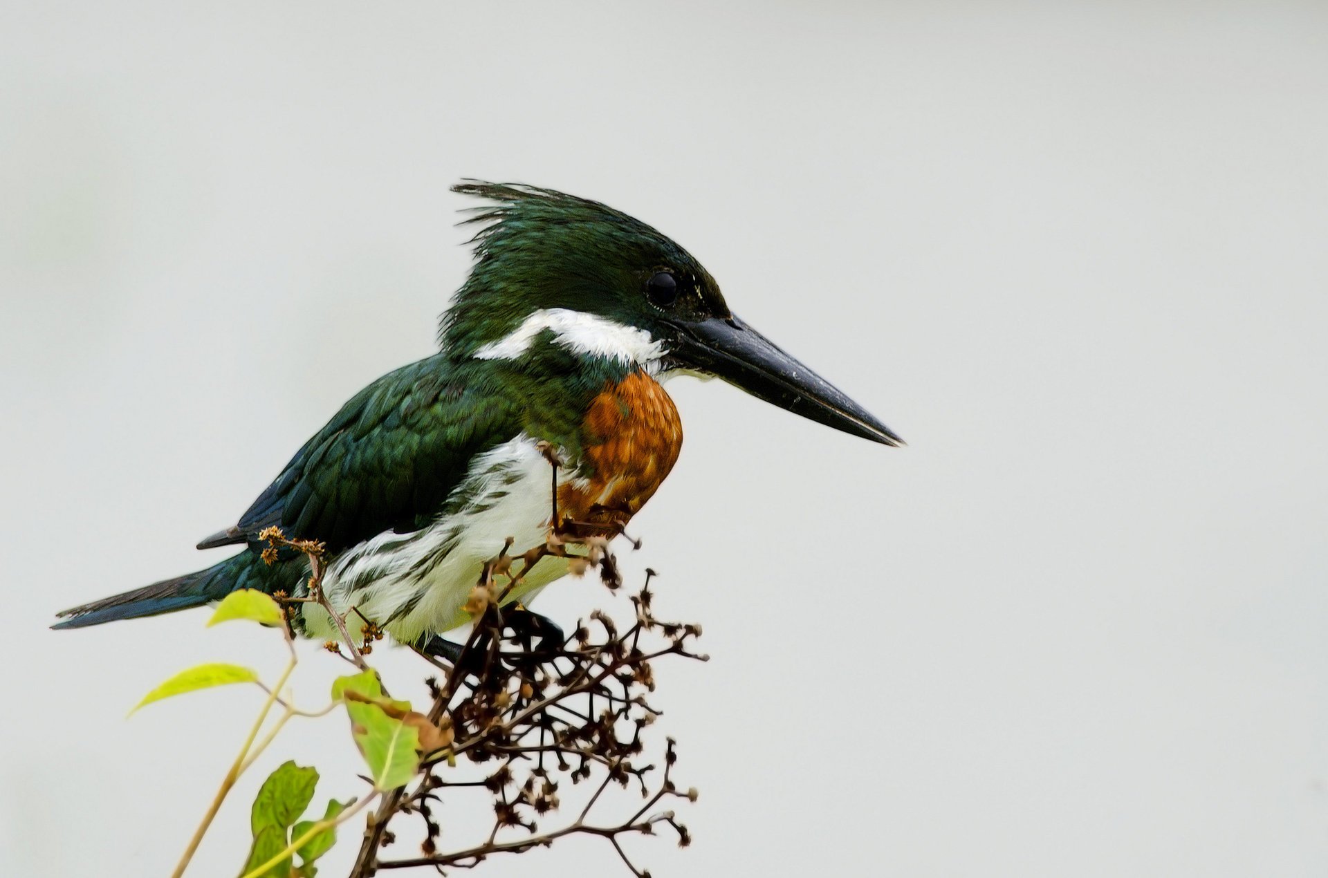 branch light background kingfisher leaves bird